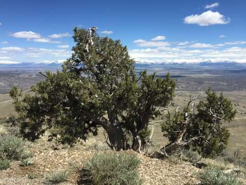 Image of Bigberry Juniper