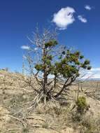 Image of Bigberry Juniper