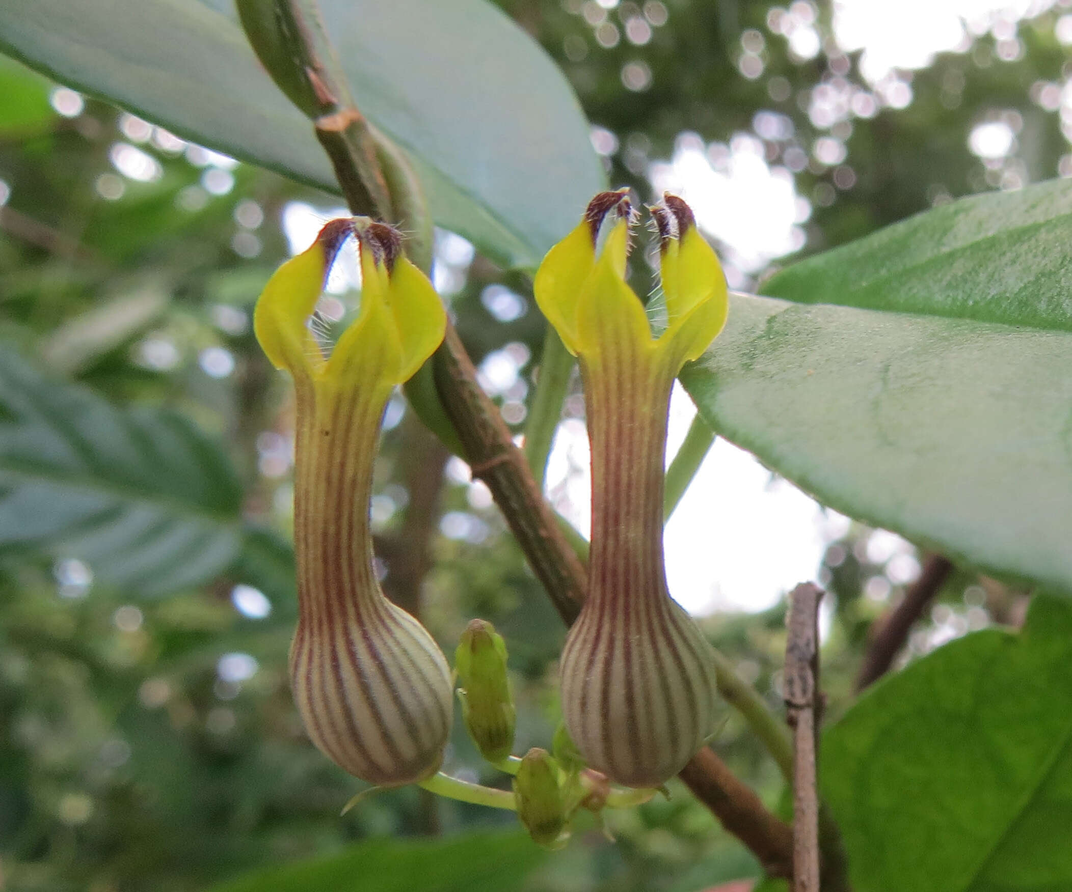 Image de Ceropegia candelabrum L.