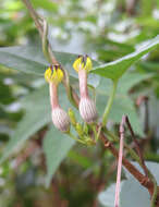 Image de Ceropegia candelabrum L.