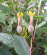 Image de Ceropegia candelabrum L.