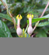 Image de Ceropegia candelabrum L.