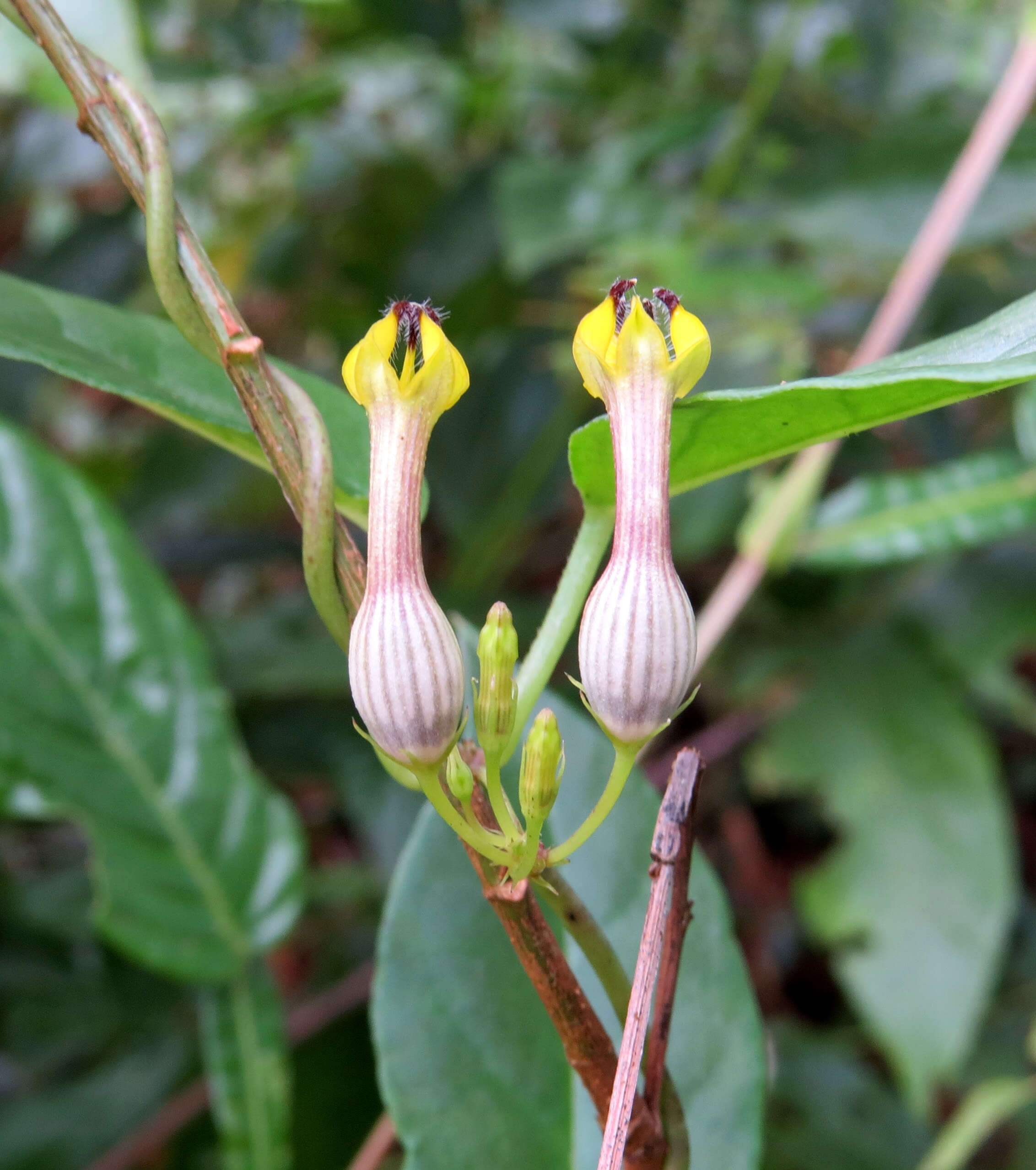 Image de Ceropegia candelabrum L.