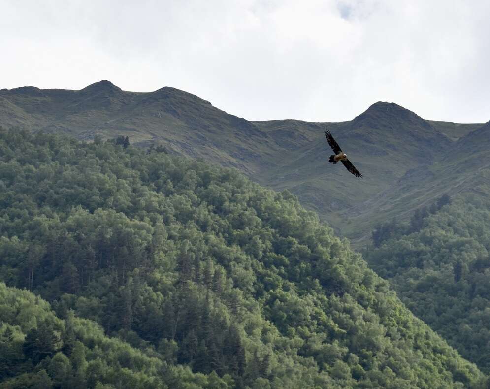 Image of Gypaetus barbatus barbatus (Linnaeus 1758)