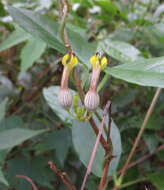 Image de Ceropegia candelabrum L.