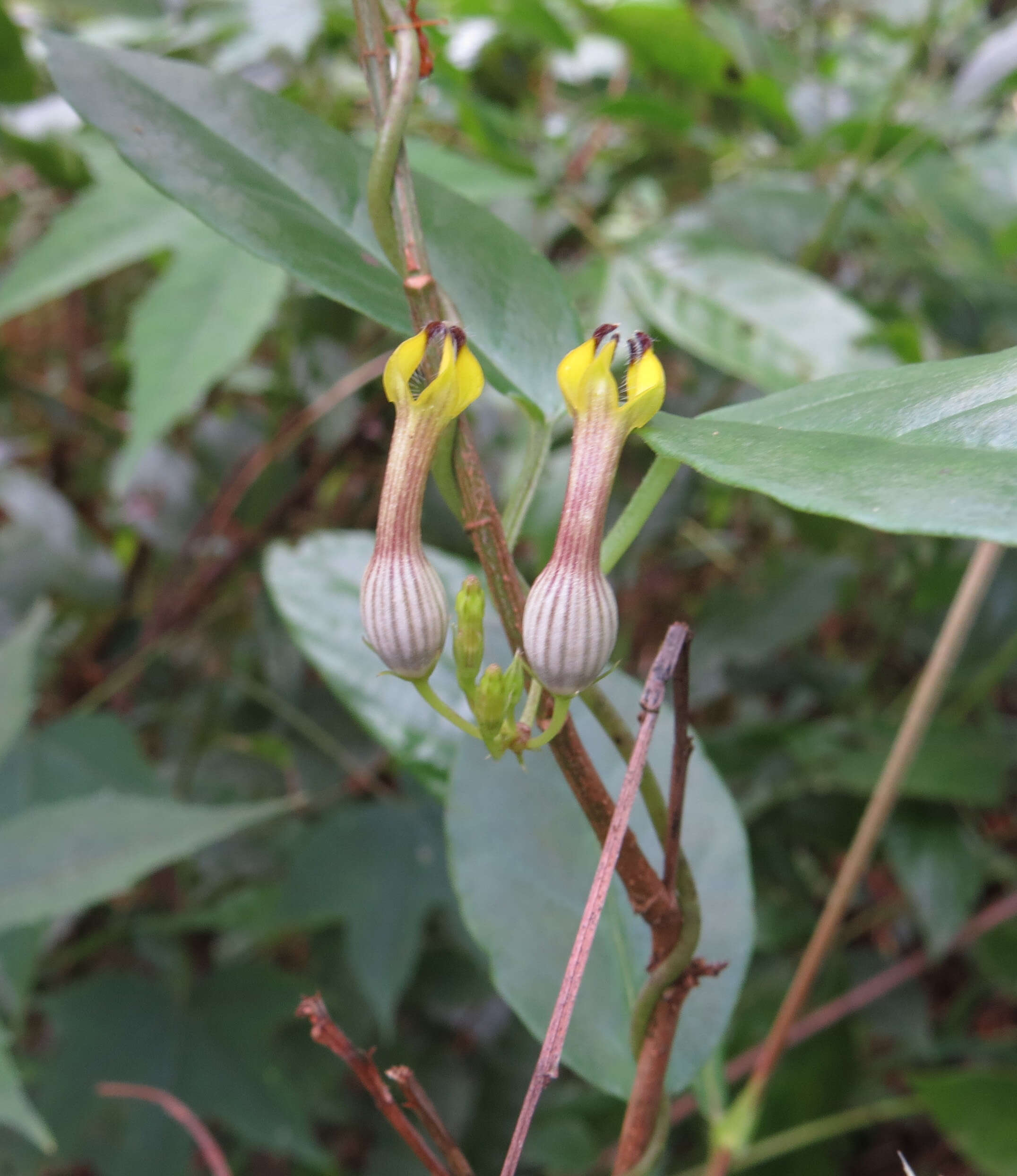 Image de Ceropegia candelabrum L.