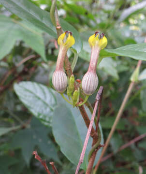 Image de Ceropegia candelabrum L.