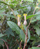 Image de Ceropegia candelabrum L.