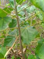 Image of Jatropha gaumeri Greenm.