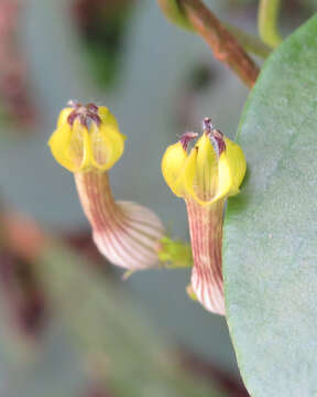 Image de Ceropegia candelabrum L.