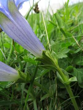 Imagem de Gentiana dinarica G. Beck