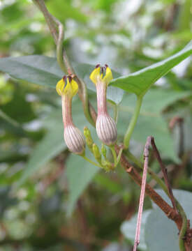 Image de Ceropegia candelabrum L.