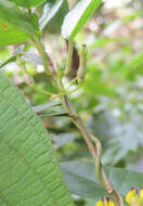 Image de Ceropegia candelabrum L.