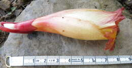 Image of Costus guanaiensis var. tarmicus (Loes.) Maas