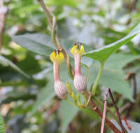 Image de Ceropegia candelabrum L.