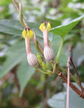 Image de Ceropegia candelabrum L.