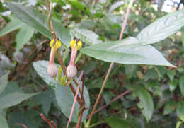 Image de Ceropegia candelabrum L.