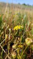 Image of baker's stickyseed