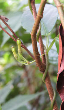 Image de Ceropegia candelabrum L.