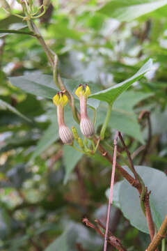 Image de Ceropegia candelabrum L.