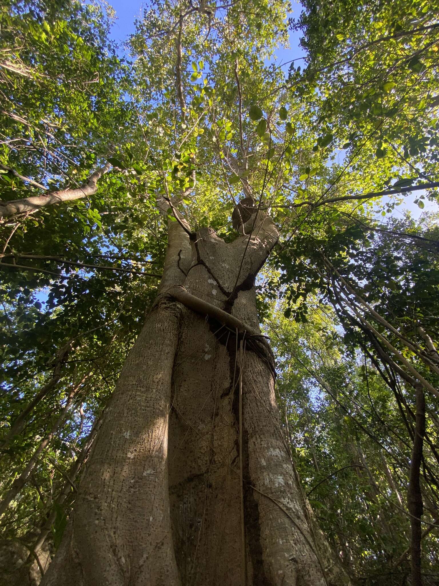 صورة Ficus trigonata L.