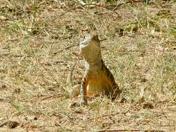 Image of Common Butterfly Lizard