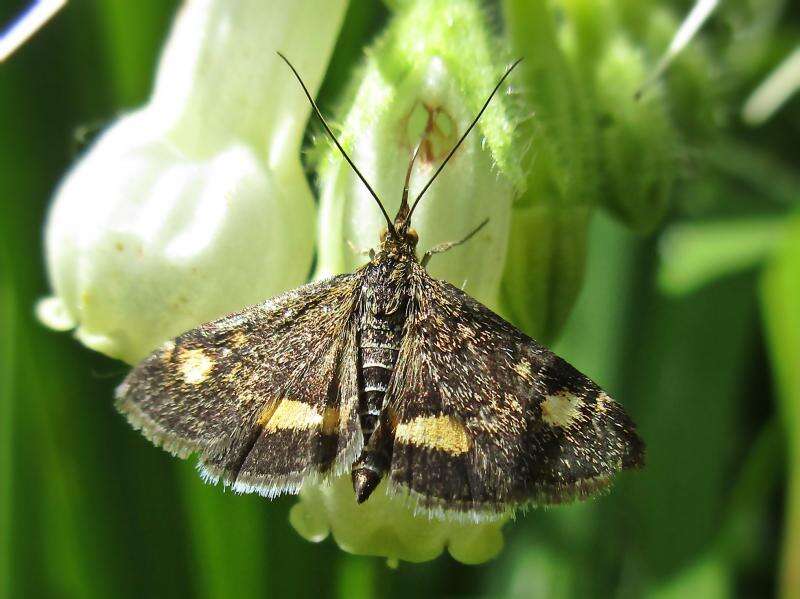 Image of Mint moth