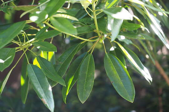 Daphniphyllum teijsmannii Zoll. ex Kurz resmi