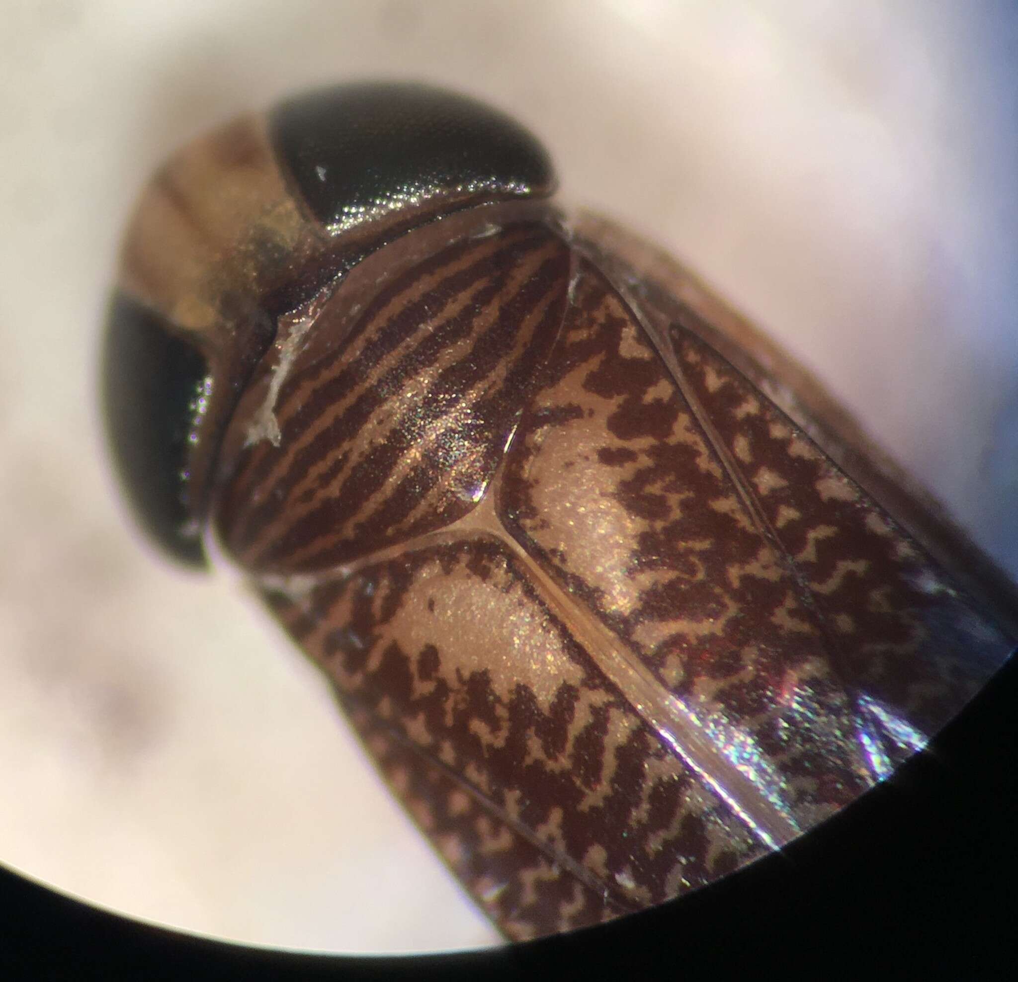 Слика од Trichocorixa minima (Abbott 1913)