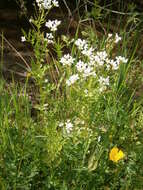 Image of Large Bittercress