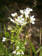 Image of Large Bittercress