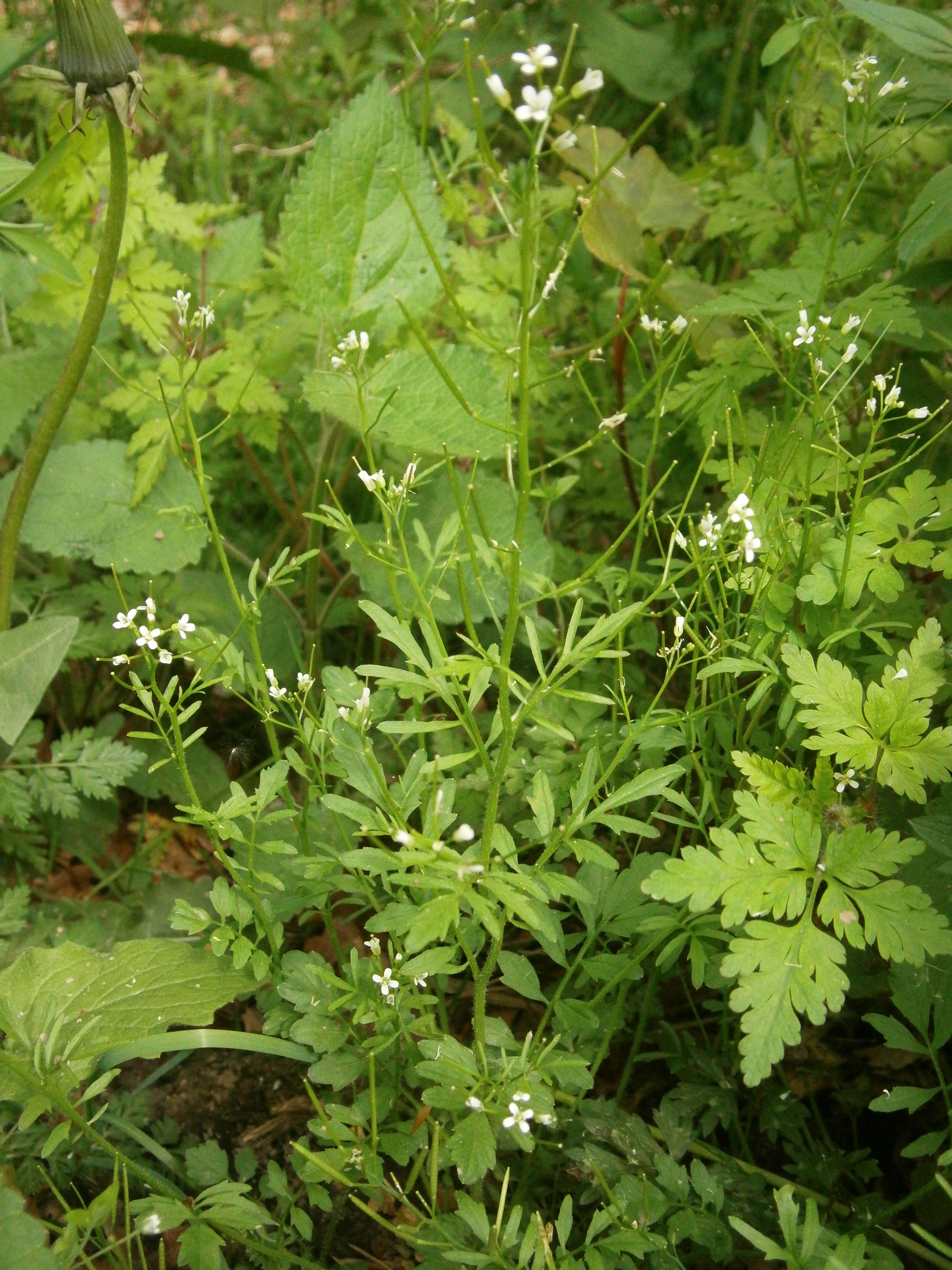 Image of wood bitter-cress, wavy bitter-cr.