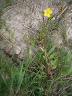 Image of Lesser Spearwort