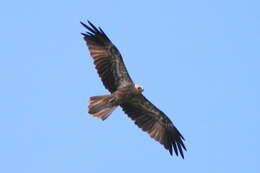 Image of Whistling Kite