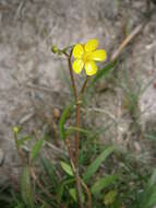 Image of Lesser Spearwort