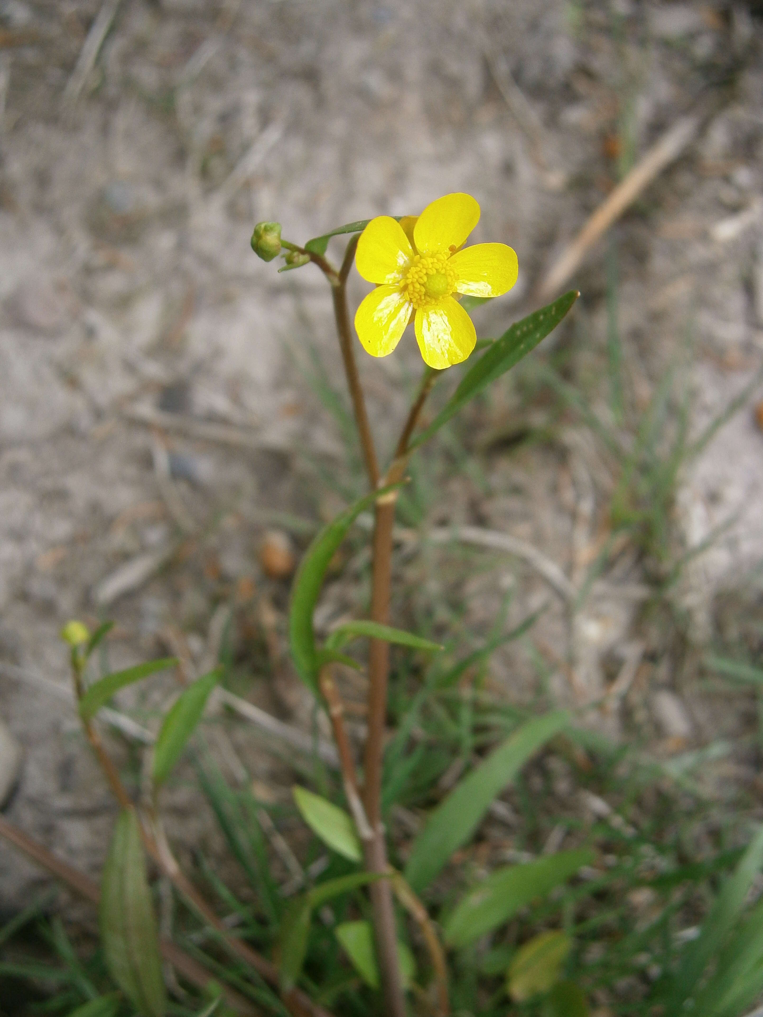 Image of Lesser Spearwort