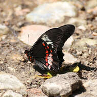 Image of Ruby-spotted Swallowtail