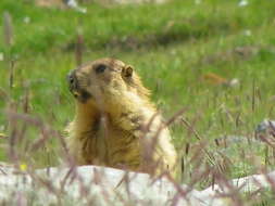 Imagem de Marmota caudata (Geoffroy 1844)