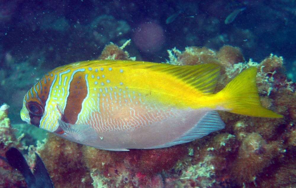 Image of Barred rabbitfish