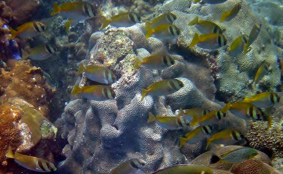 Image of Barred rabbitfish