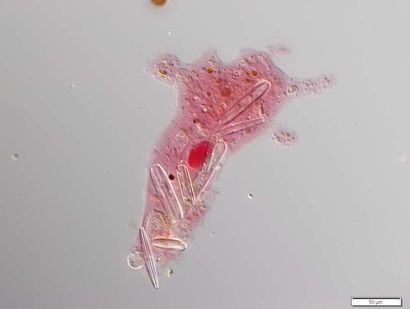 Image of Amoeba proteus