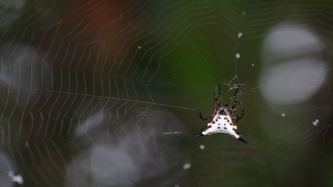 Image de Acrosomoides acrosomoides (O. Pickard-Cambridge 1879)