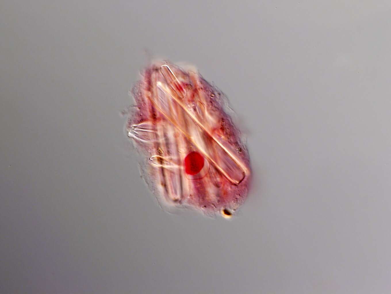 Image of Amoeba proteus