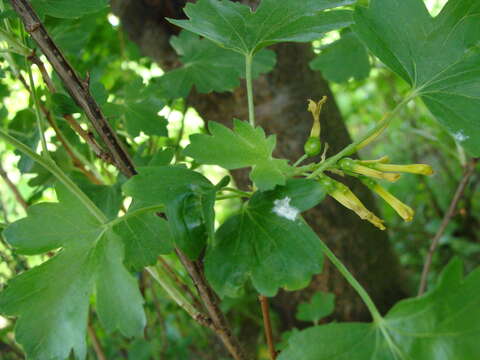 Image of golden currant