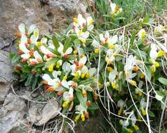 Image of shrubby milkwort