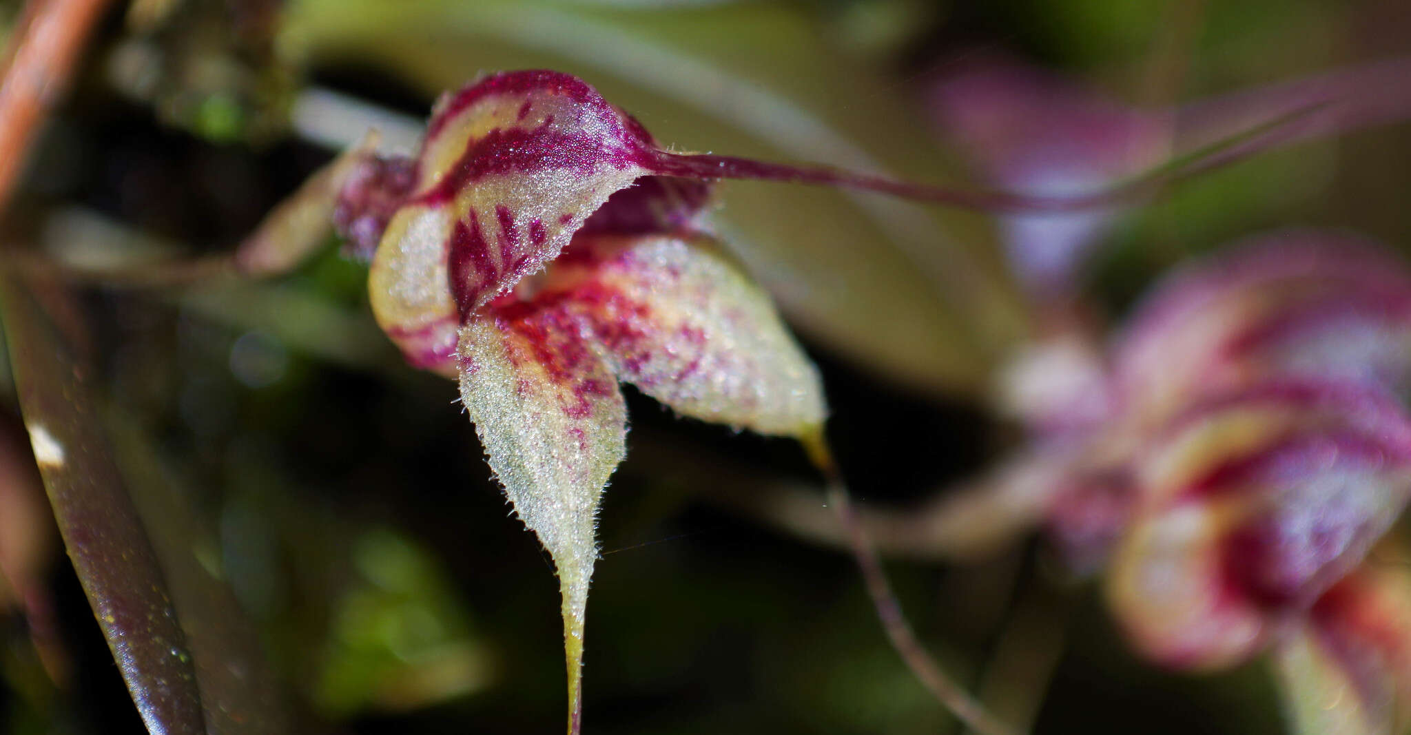 Image of Masdevallia nidifica Rchb. fil.