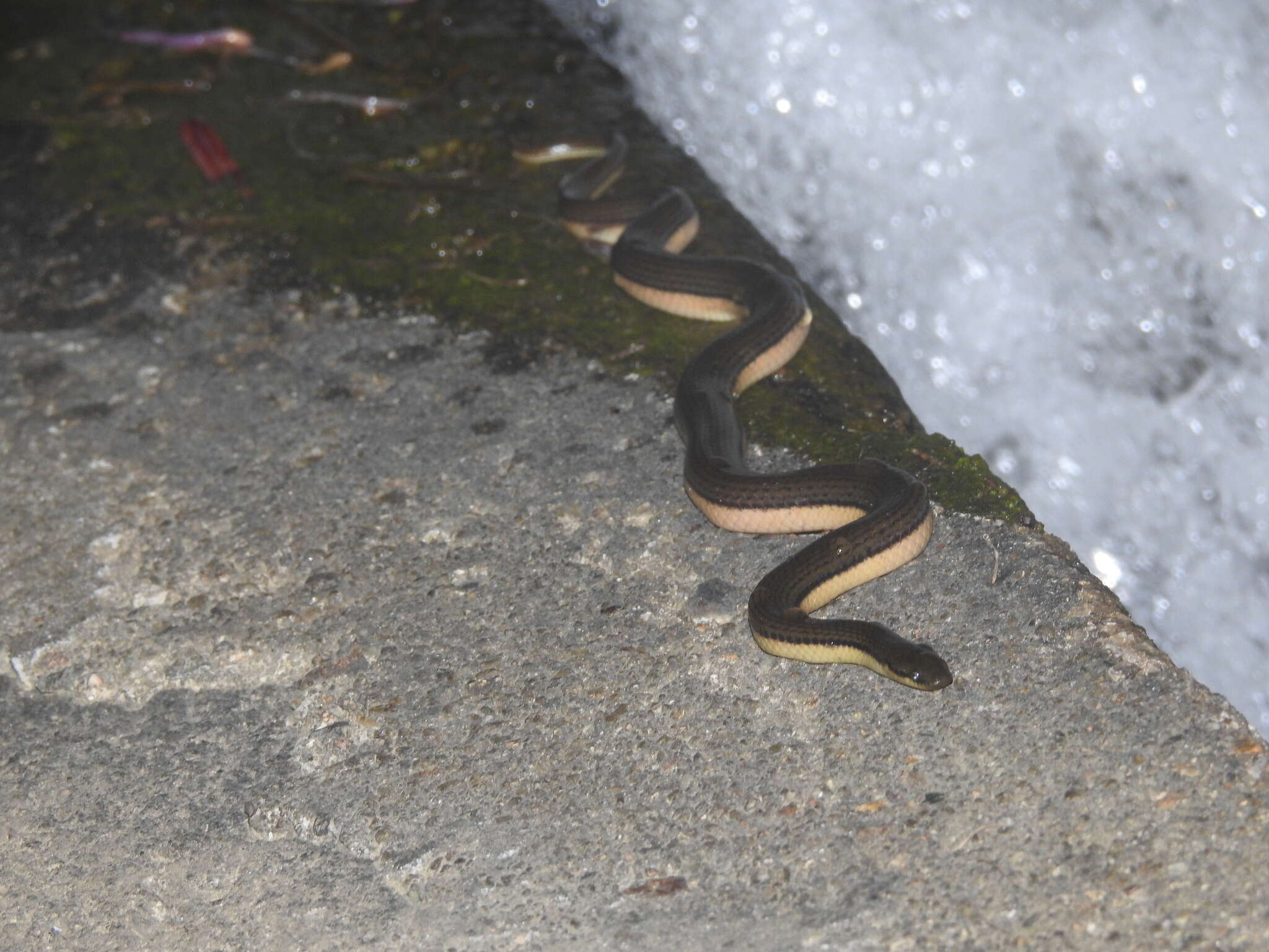 Image of Tonkin Mountain Keelback