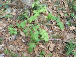 Imagem de Akebia trifoliata (Thunb.) Koidz.