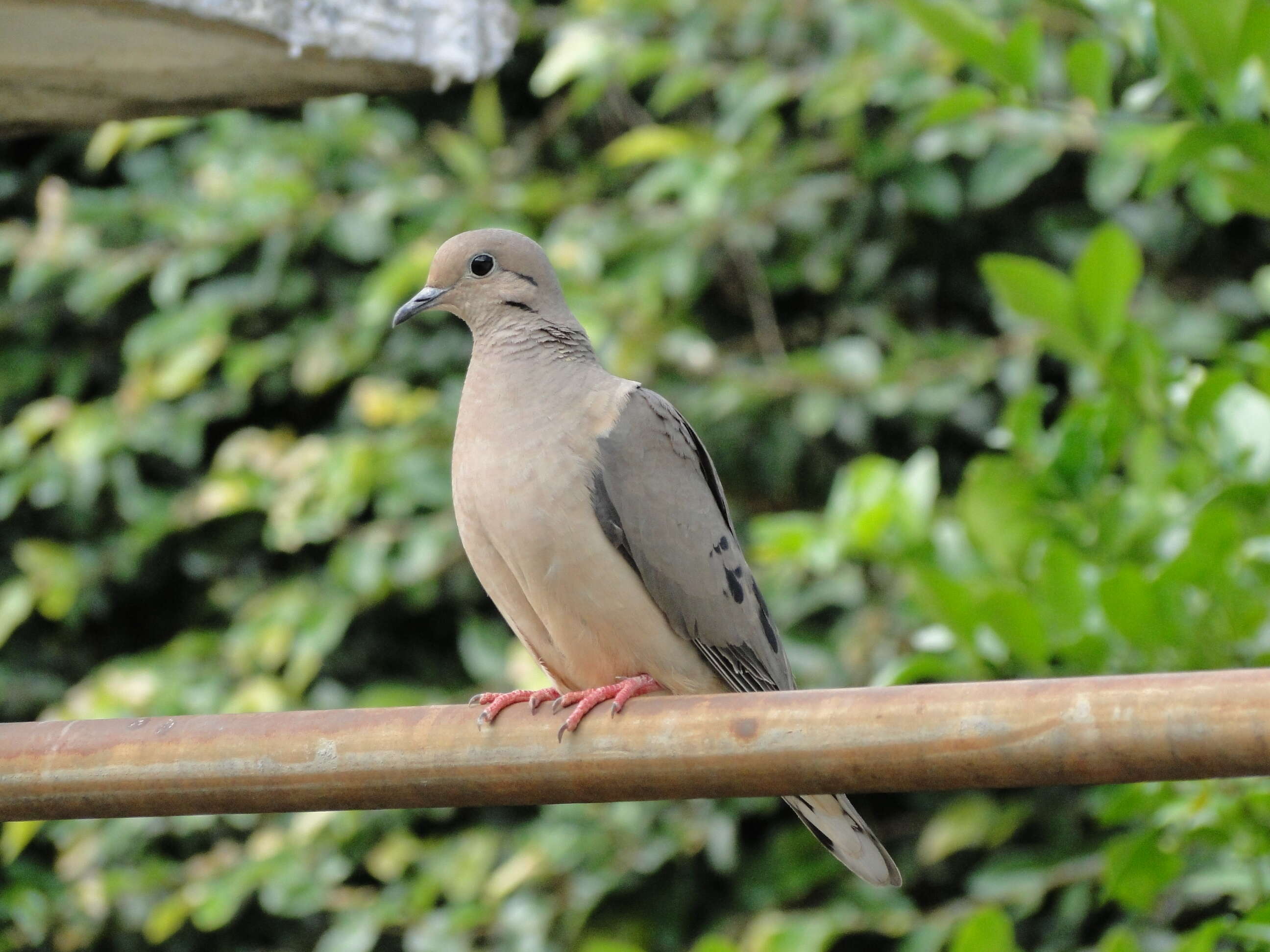 Imagem de Zenaida auriculata (Des Murs 1847)