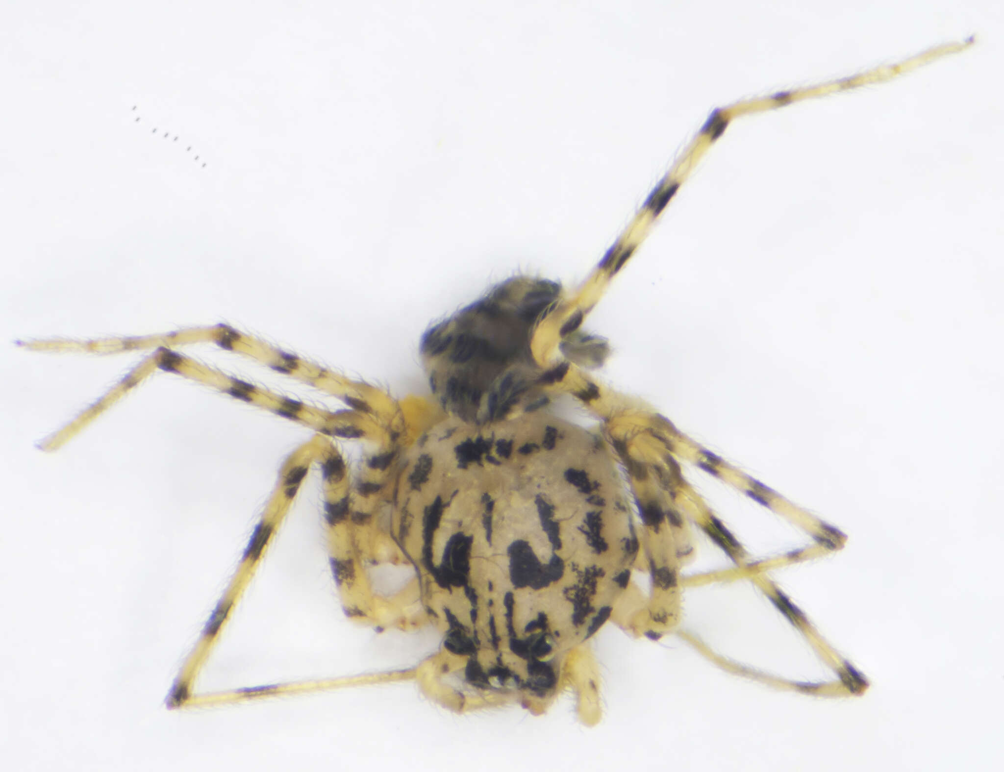 Image of Scytodes thoracica (Latreille 1802)